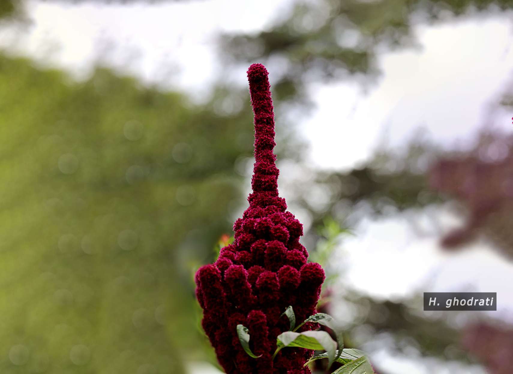 برج یا تاج گل