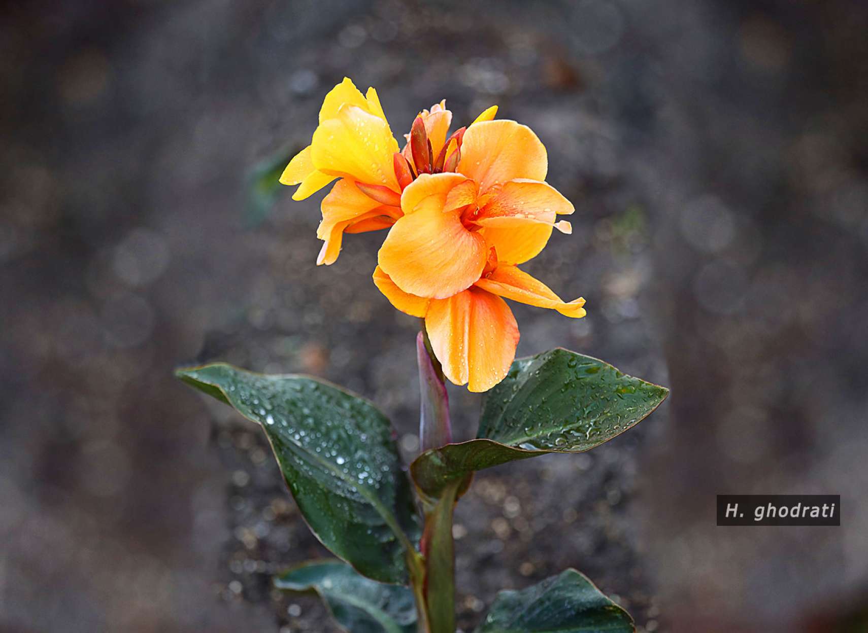 گل شبه شیپوری