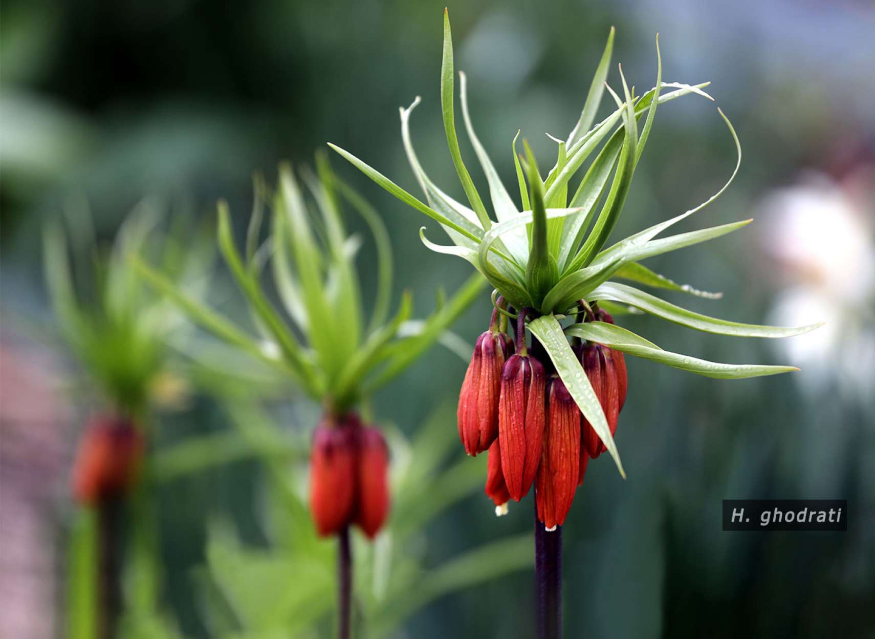 گل‌های قرمز معکوس