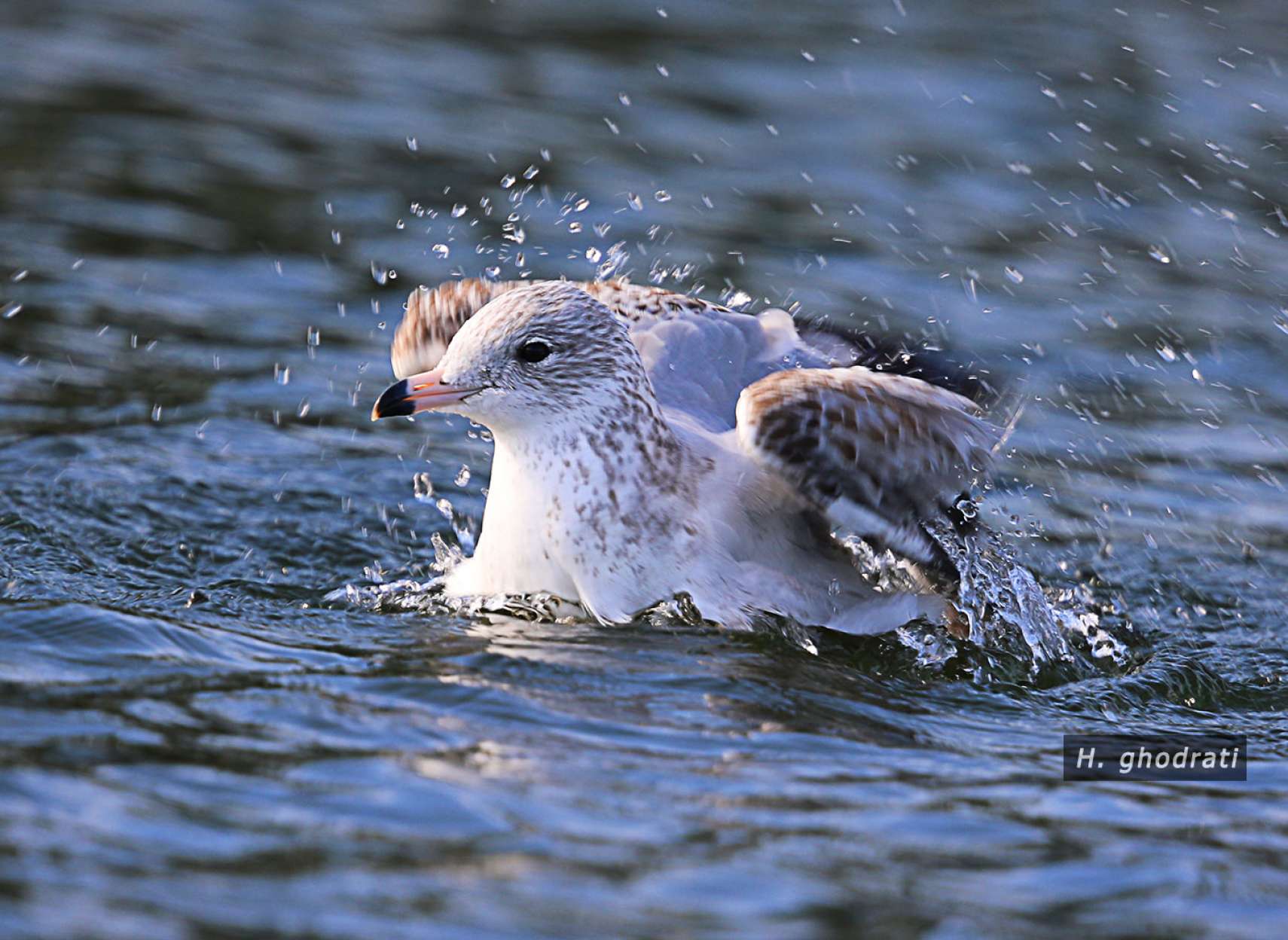 بازی آب بازی