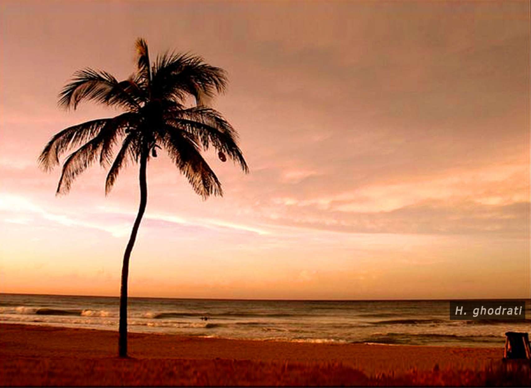 نخل مواج لب ساحل مواج