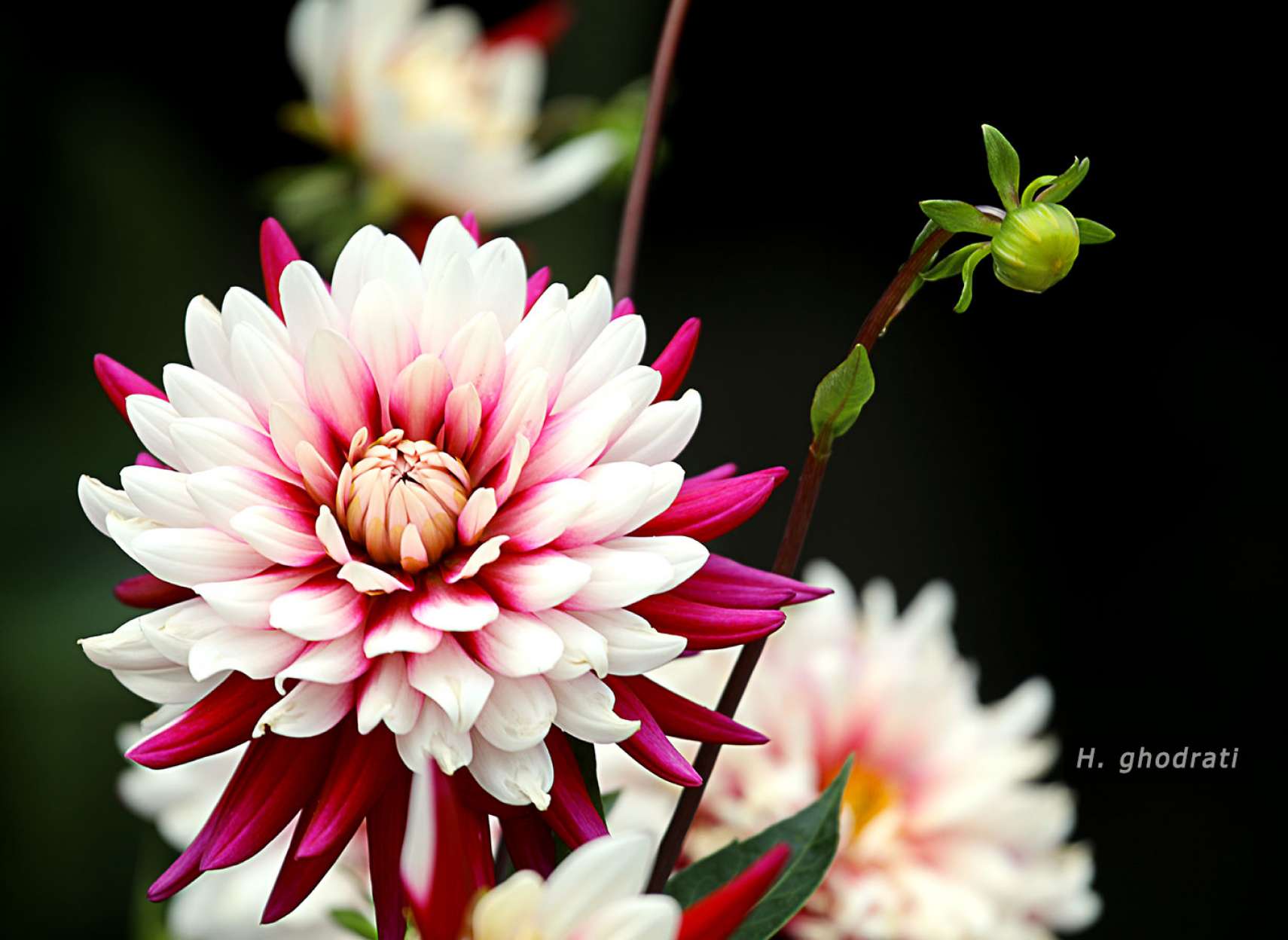 سفید و صورتی تیره