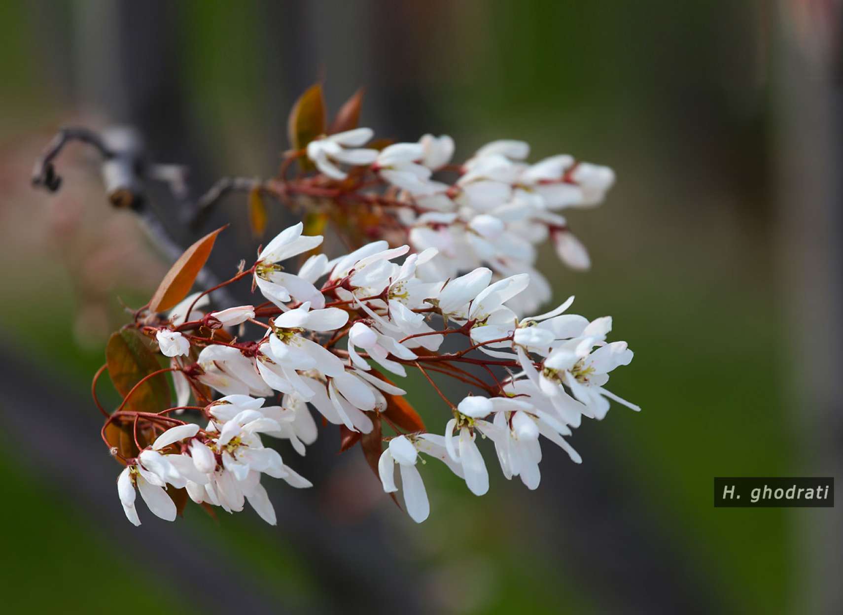 شکوفه‌های سفید