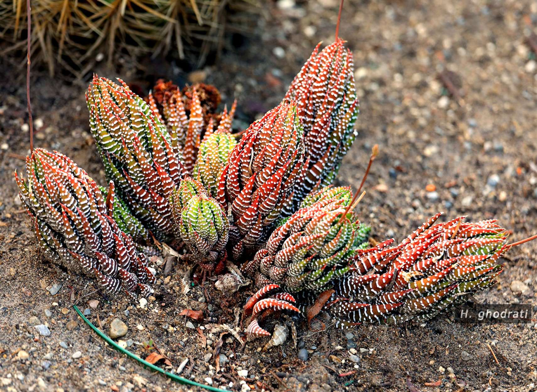 خال خال سفید