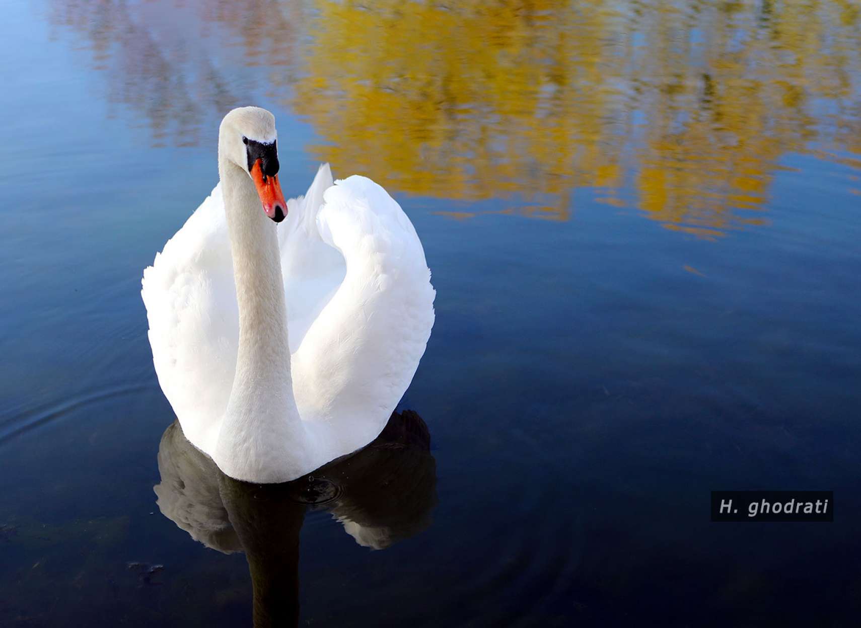 سپید قوی متکبر