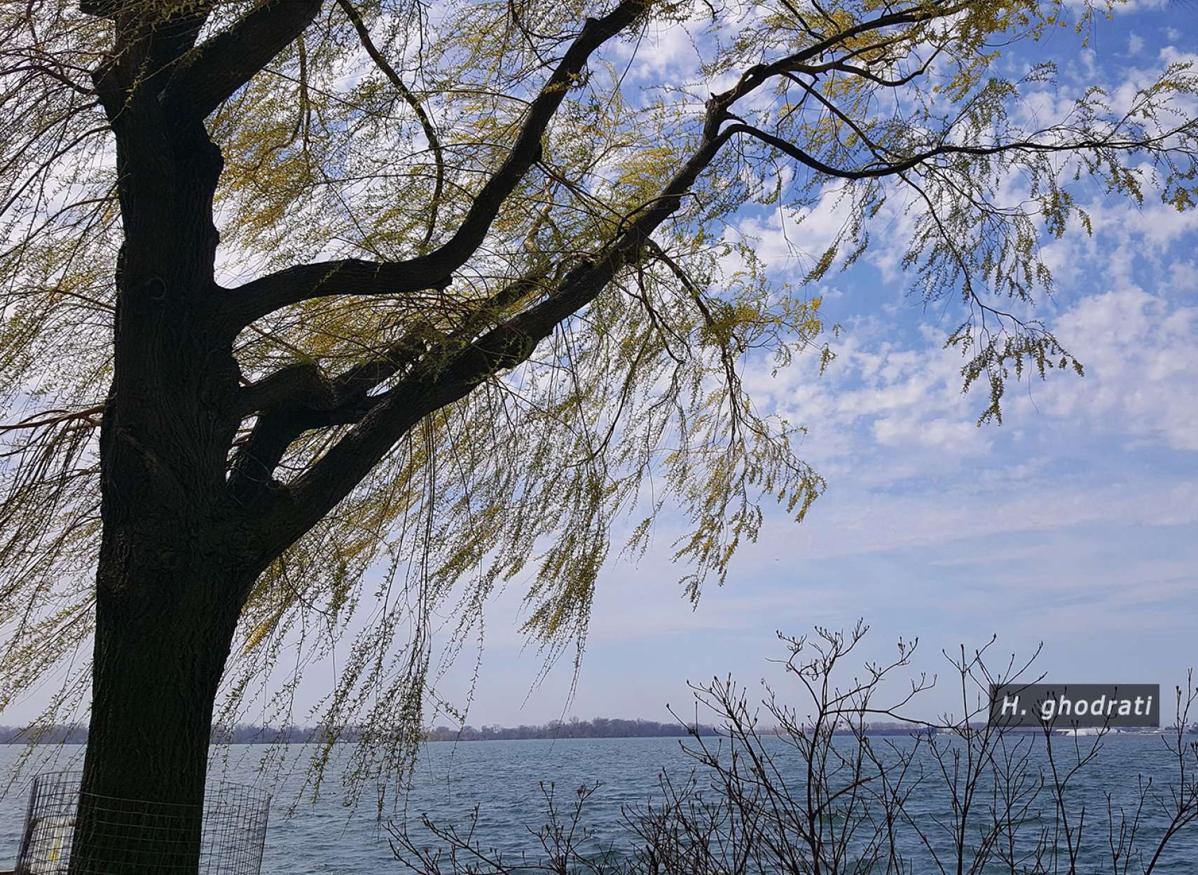 باد و شاخه‌های بید مجنون