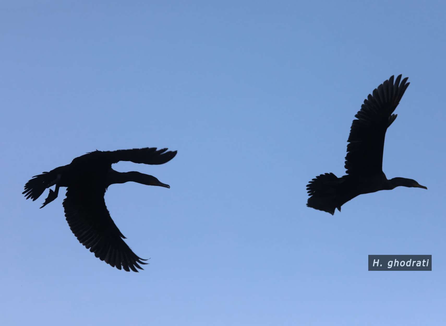 بال‌زنان در آسمان