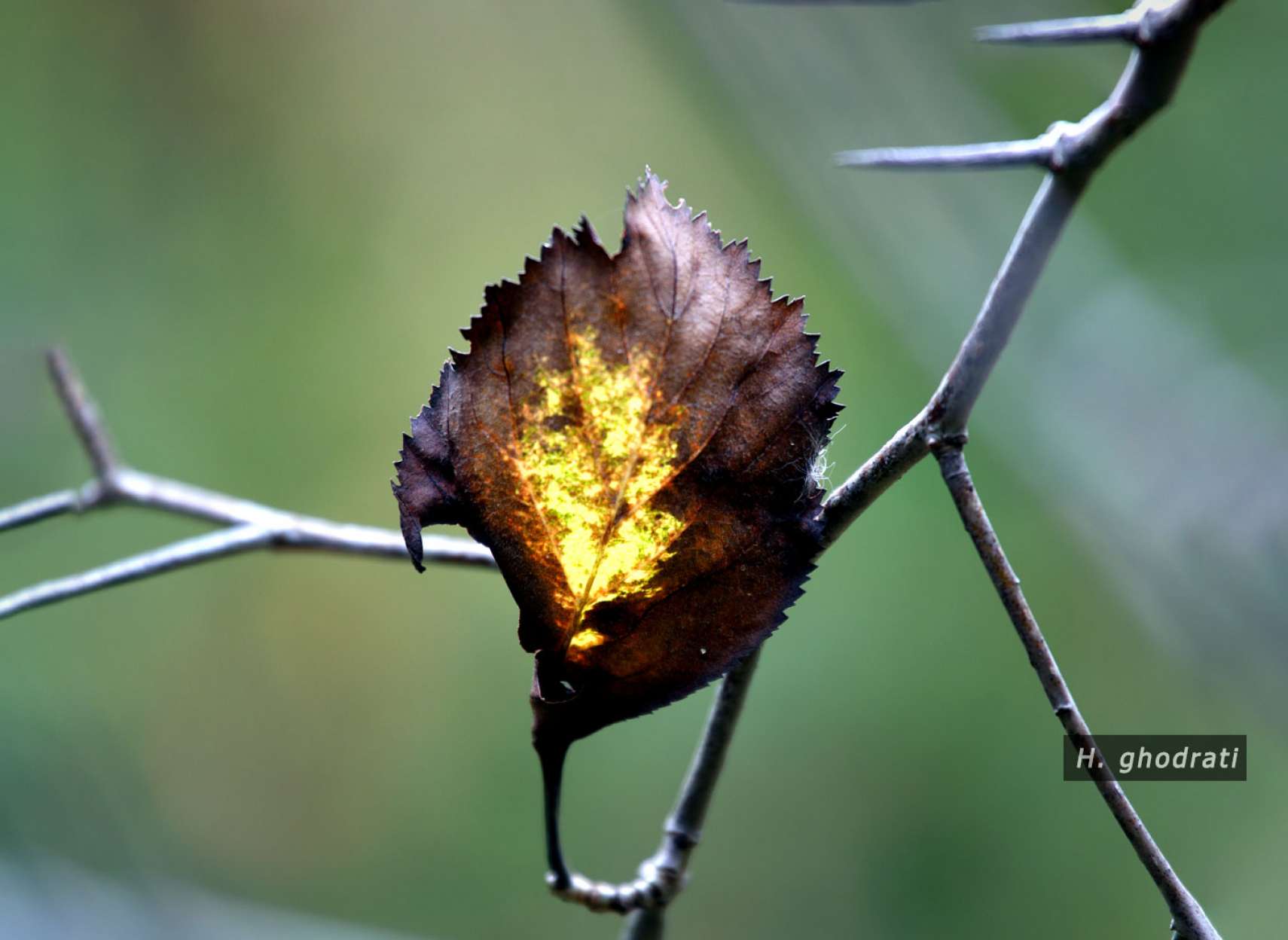 زرد برگ سوخته