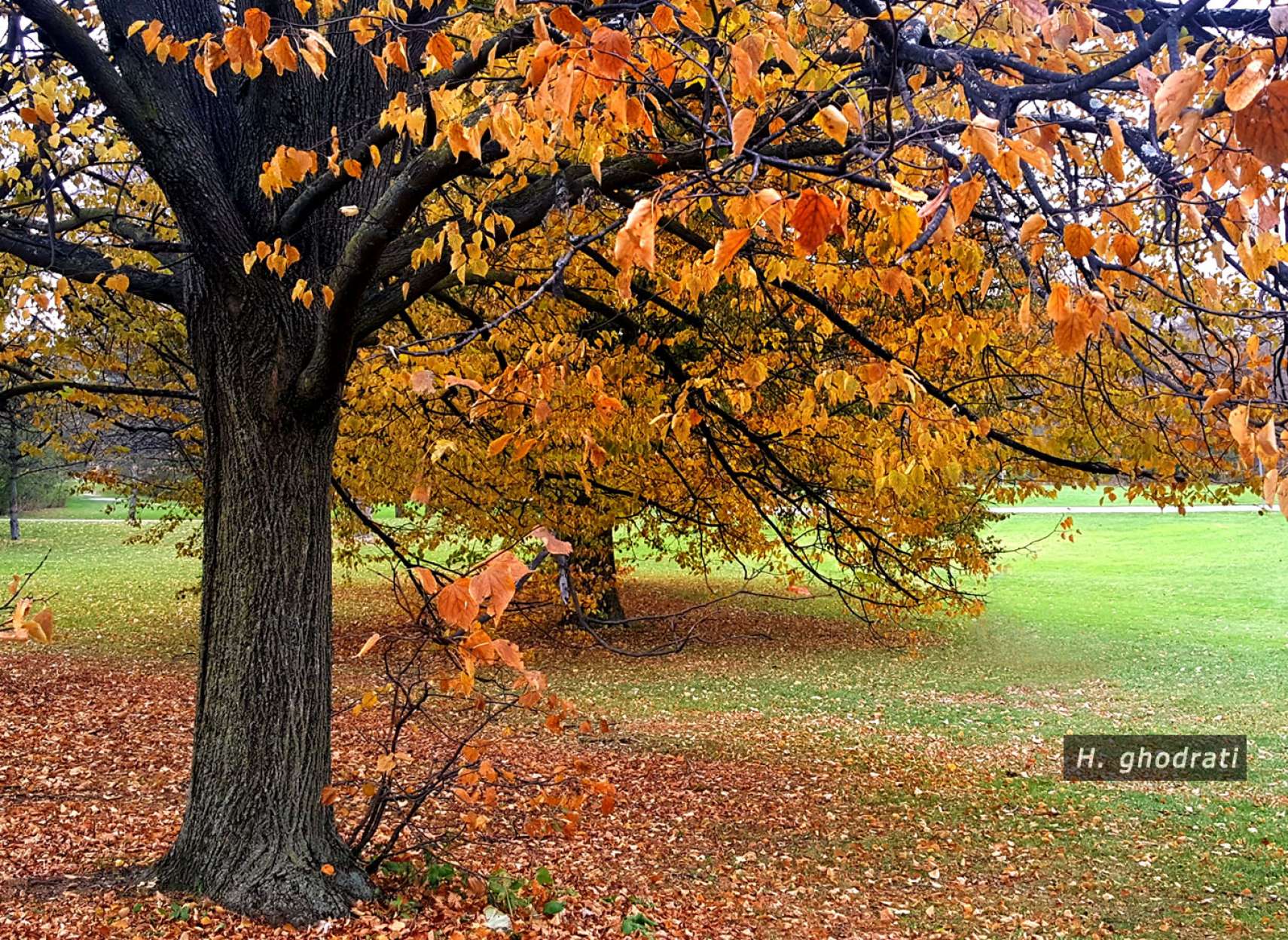 جدال برگ‌های پائیزی با چمن