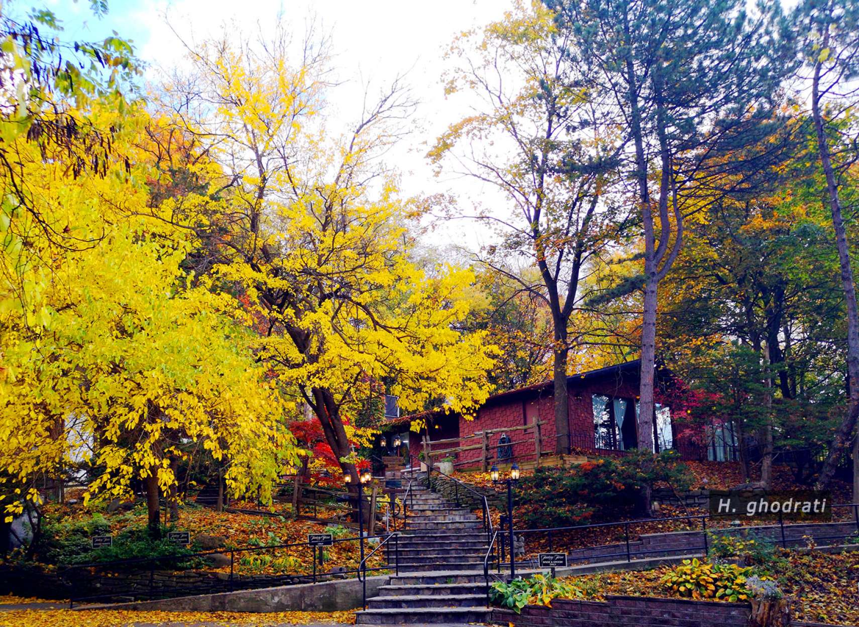 زرد درخت کنار کلبه