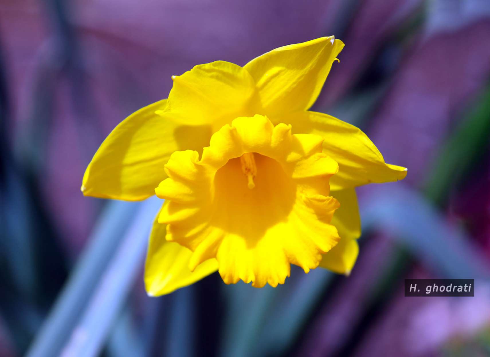 زرد روی زمینه بنفش