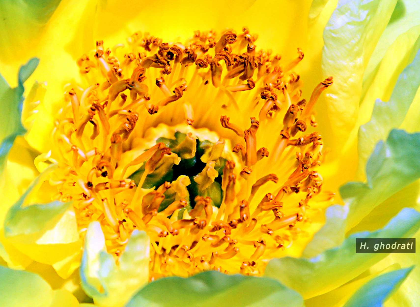 پرچم و کلاله زرد و نارنجی