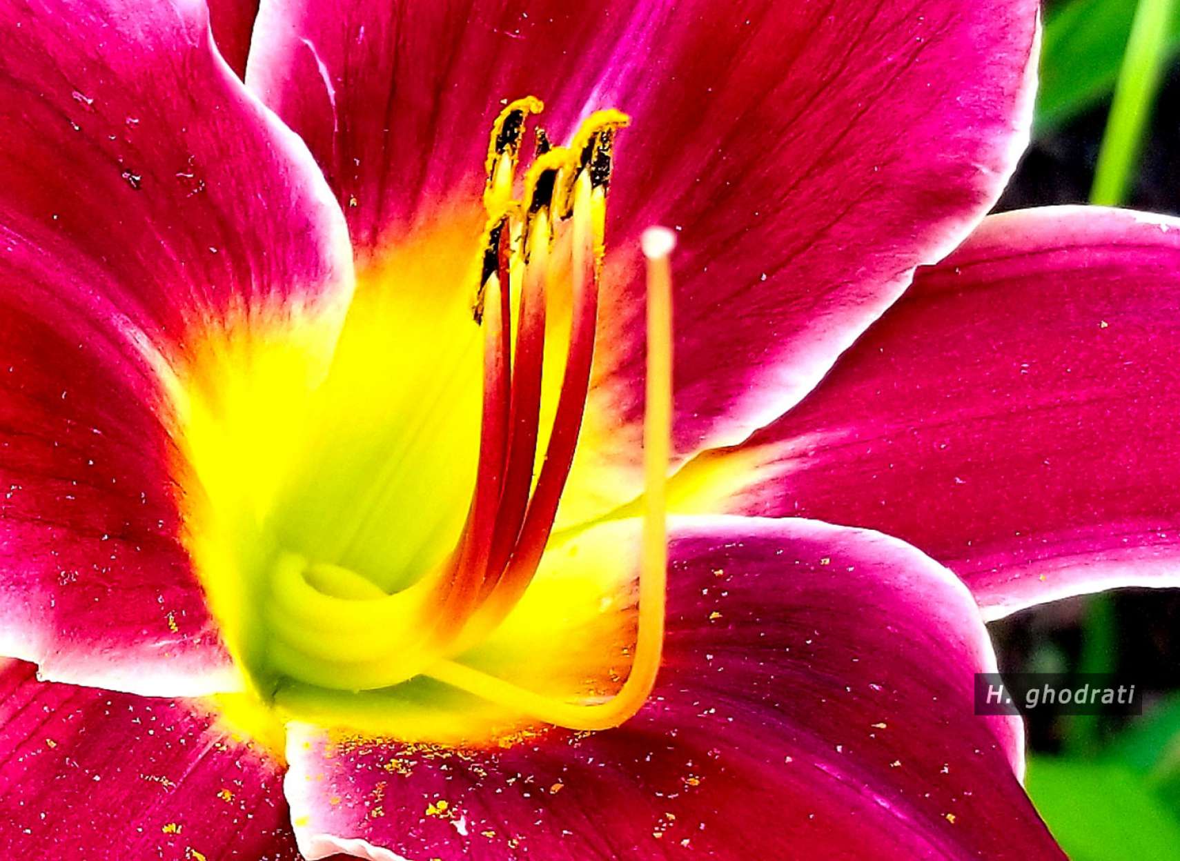 پرچم‌های زرد گل قرمز