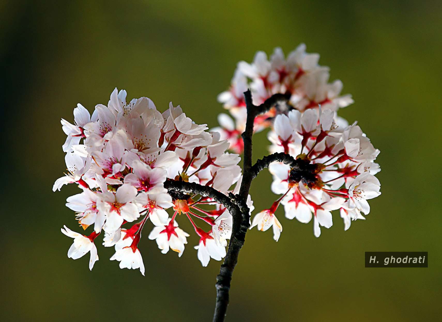 بازگشایی گل‌ها