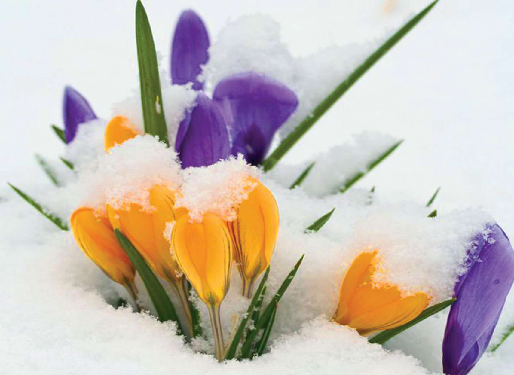 interview pedar madar nowruz