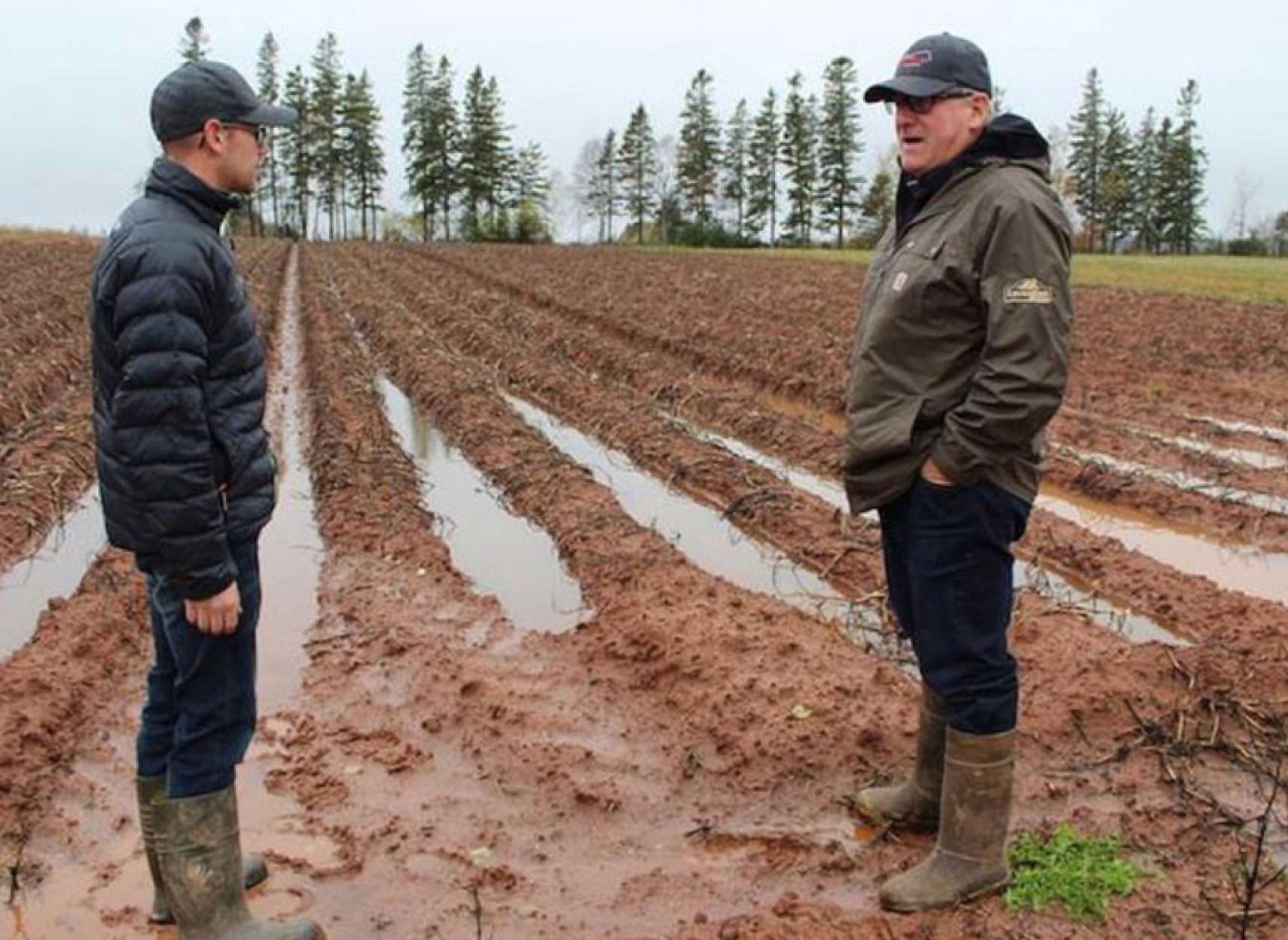 news-Canada-kaharbi-sibzamini