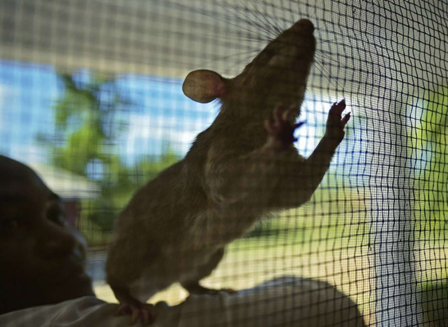 news-cellphone-cancer