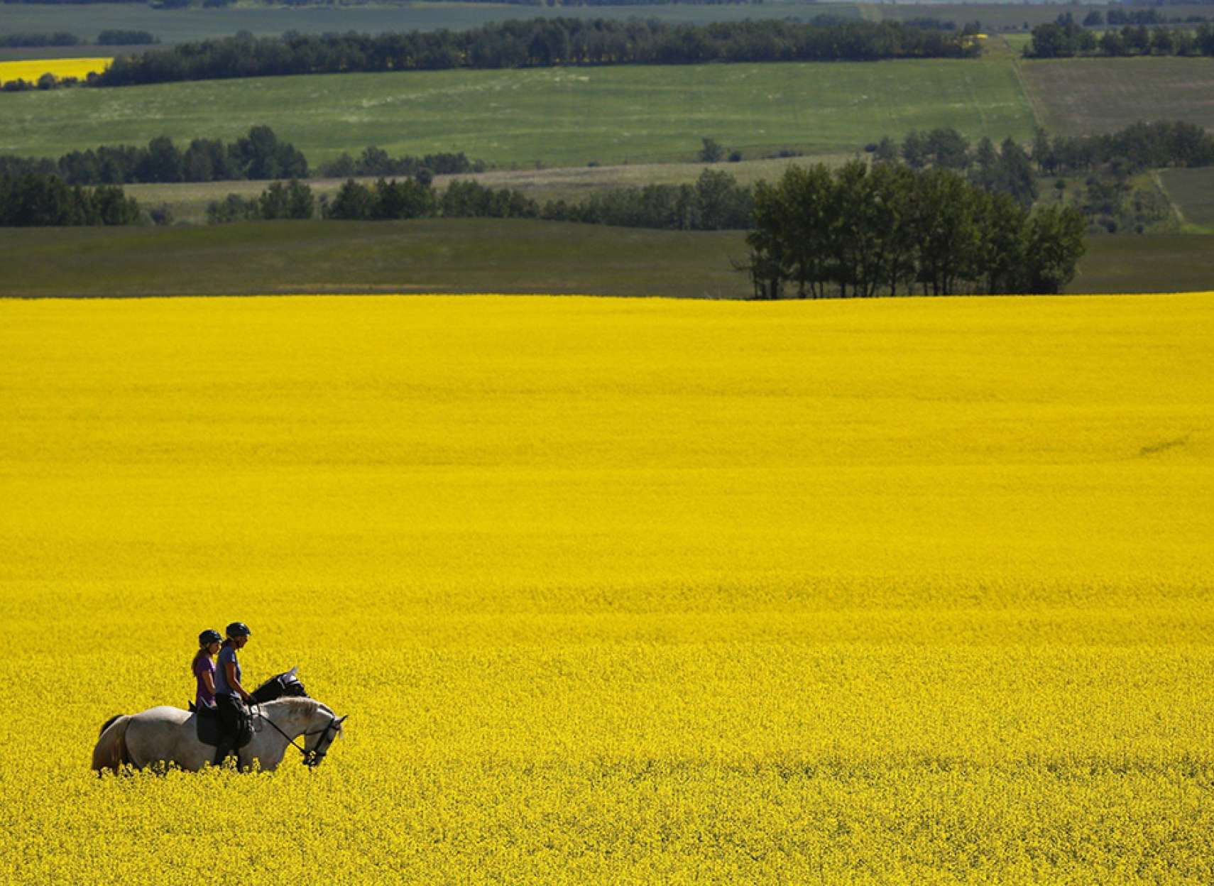 news-chin-canola-canada