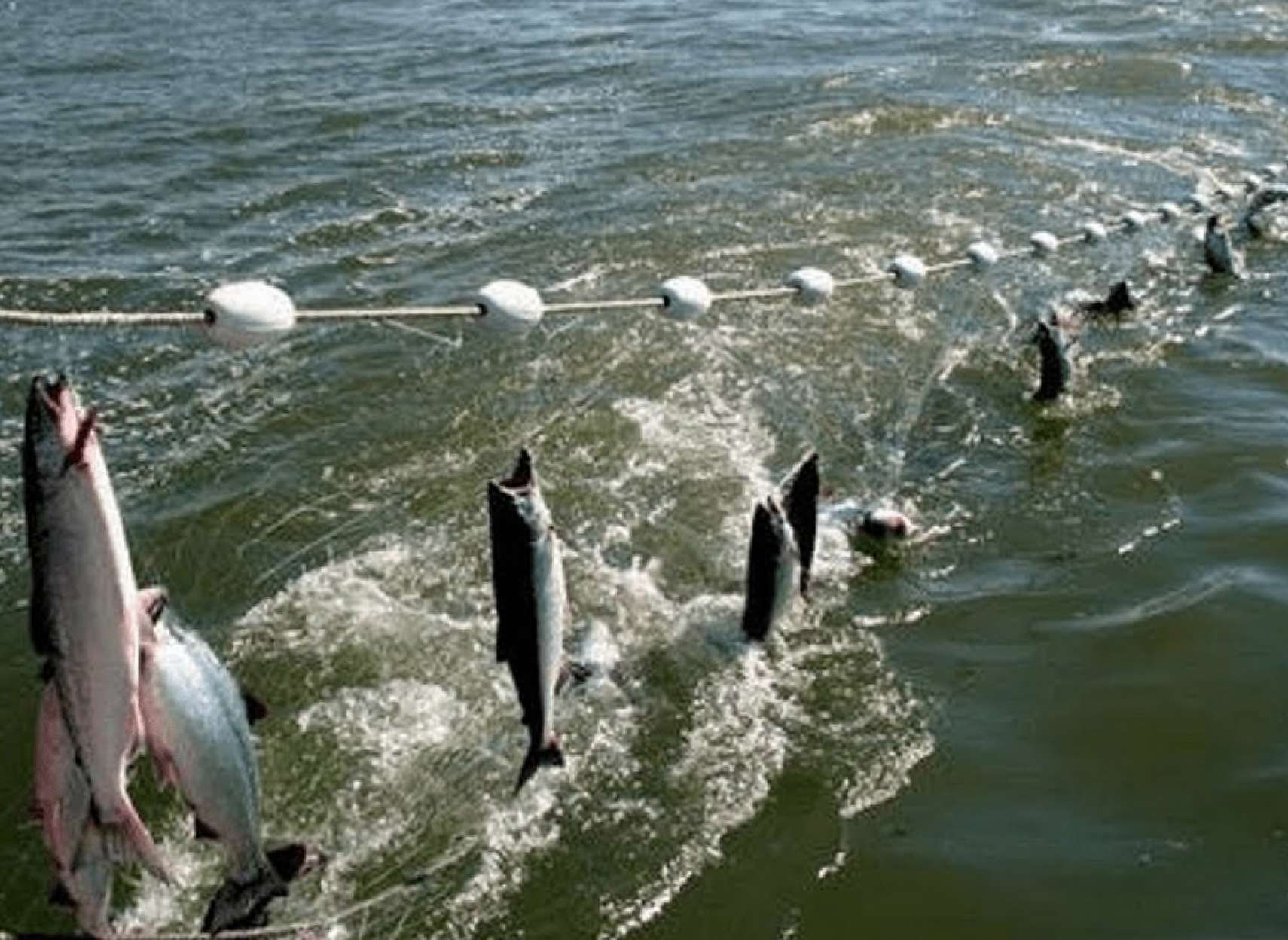 news-mahi-sefid-canada