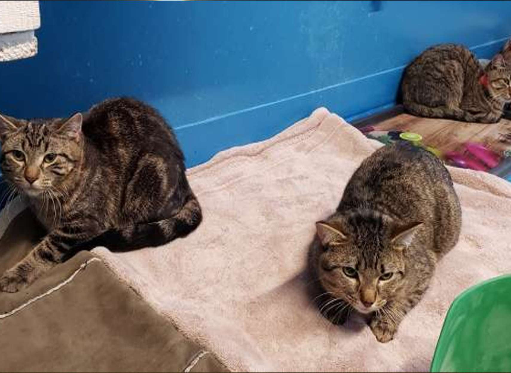 news-nejat-100-gorbeh