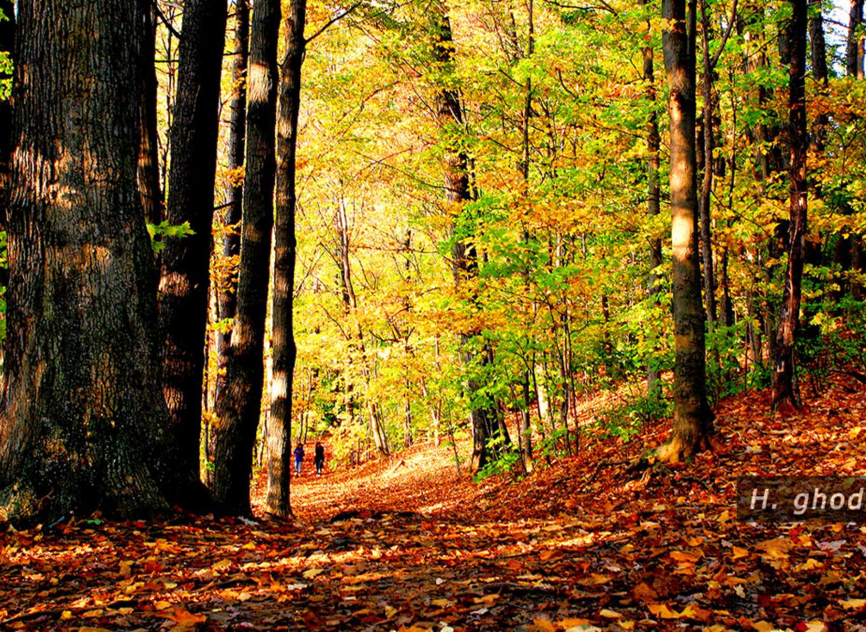 برگ‌های پائیزی کف زمین