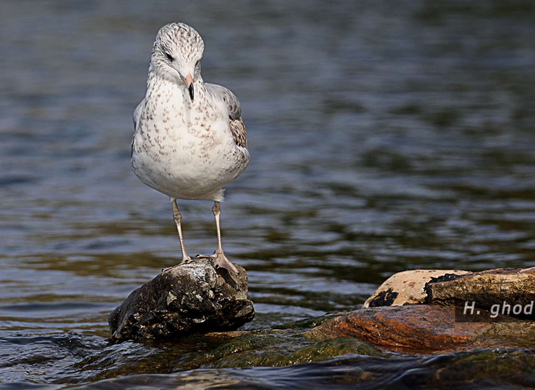 چشم انتظار صید