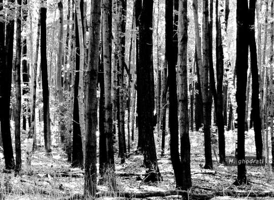 جنگل سپید و سیاه