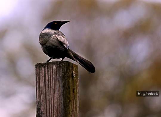 زاغک چشم نارنجی