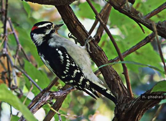 دارکوب سرخ گوش