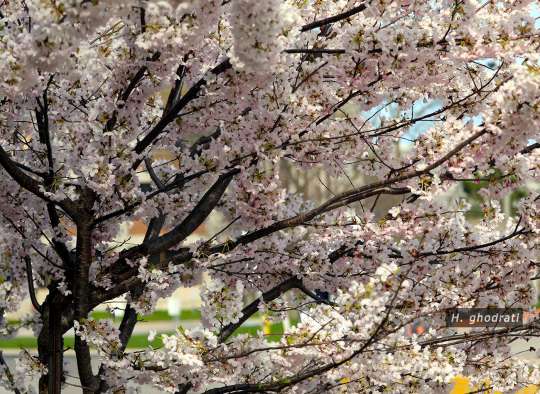 شکوفه‌های های پارک تورنتو